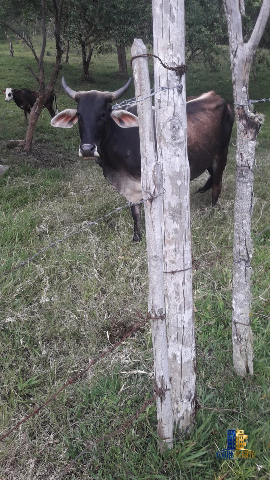 Finca En Venta Viotá COD -1130