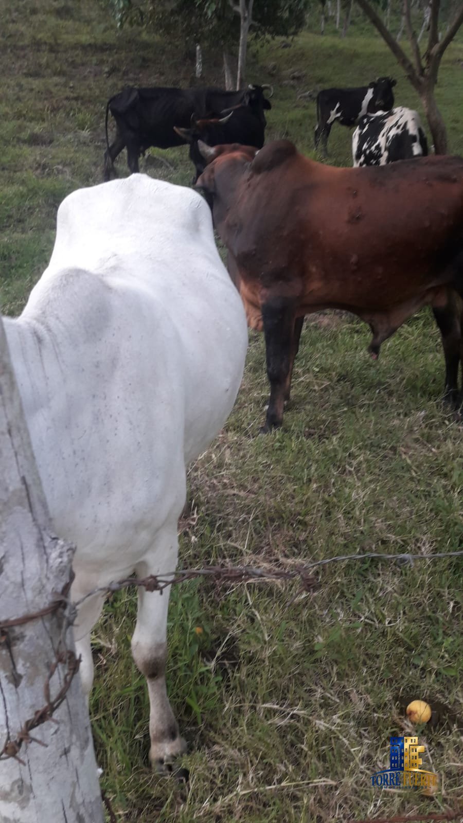 Finca En Venta Viotá COD -1130