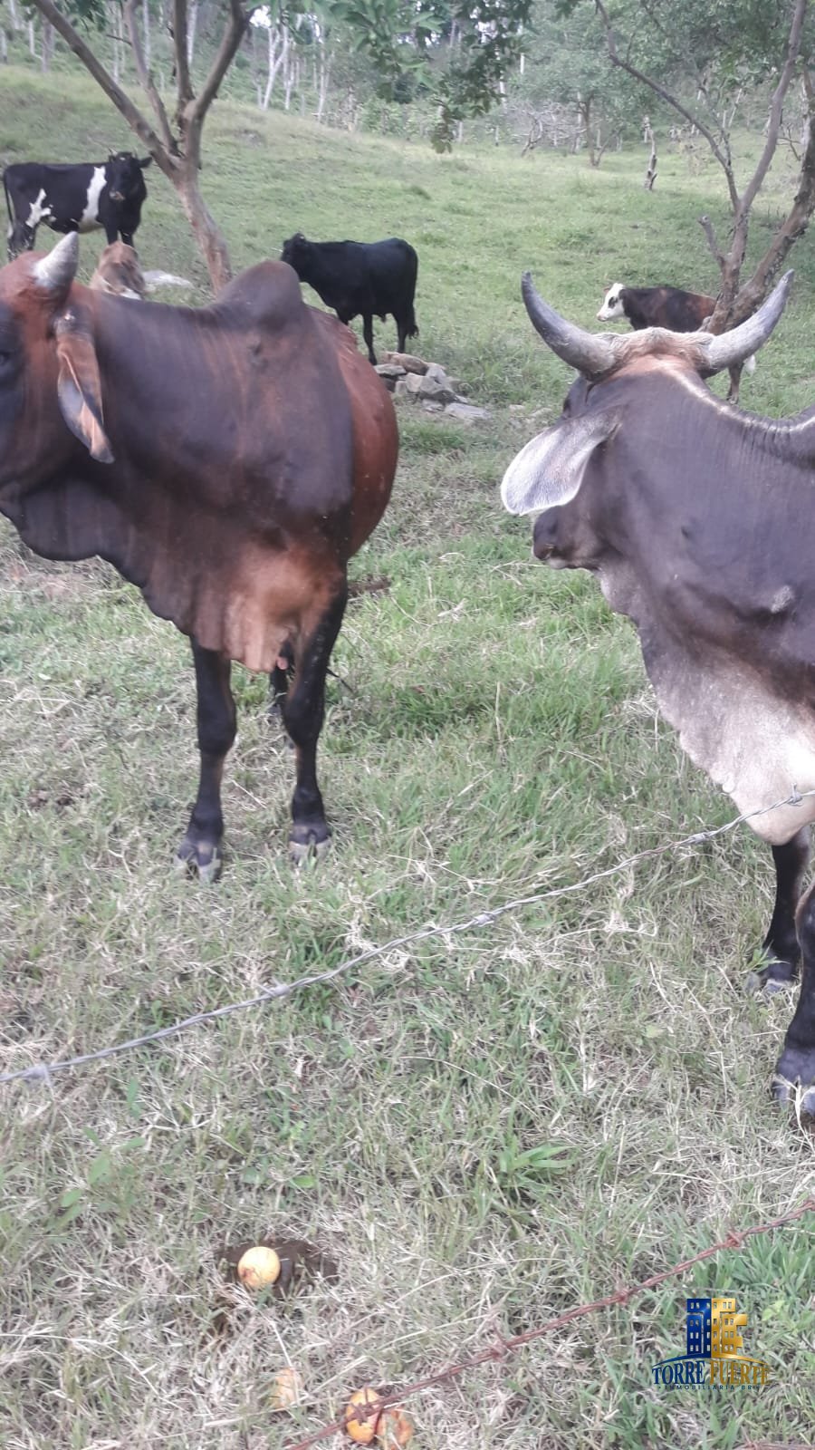 Finca En Venta Viotá COD -1130