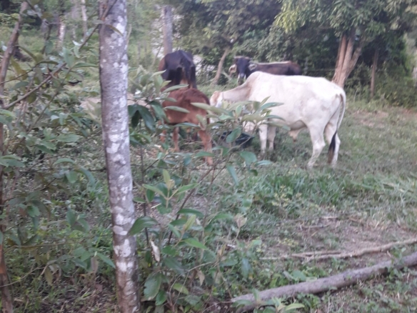 Finca Viota COD – 205