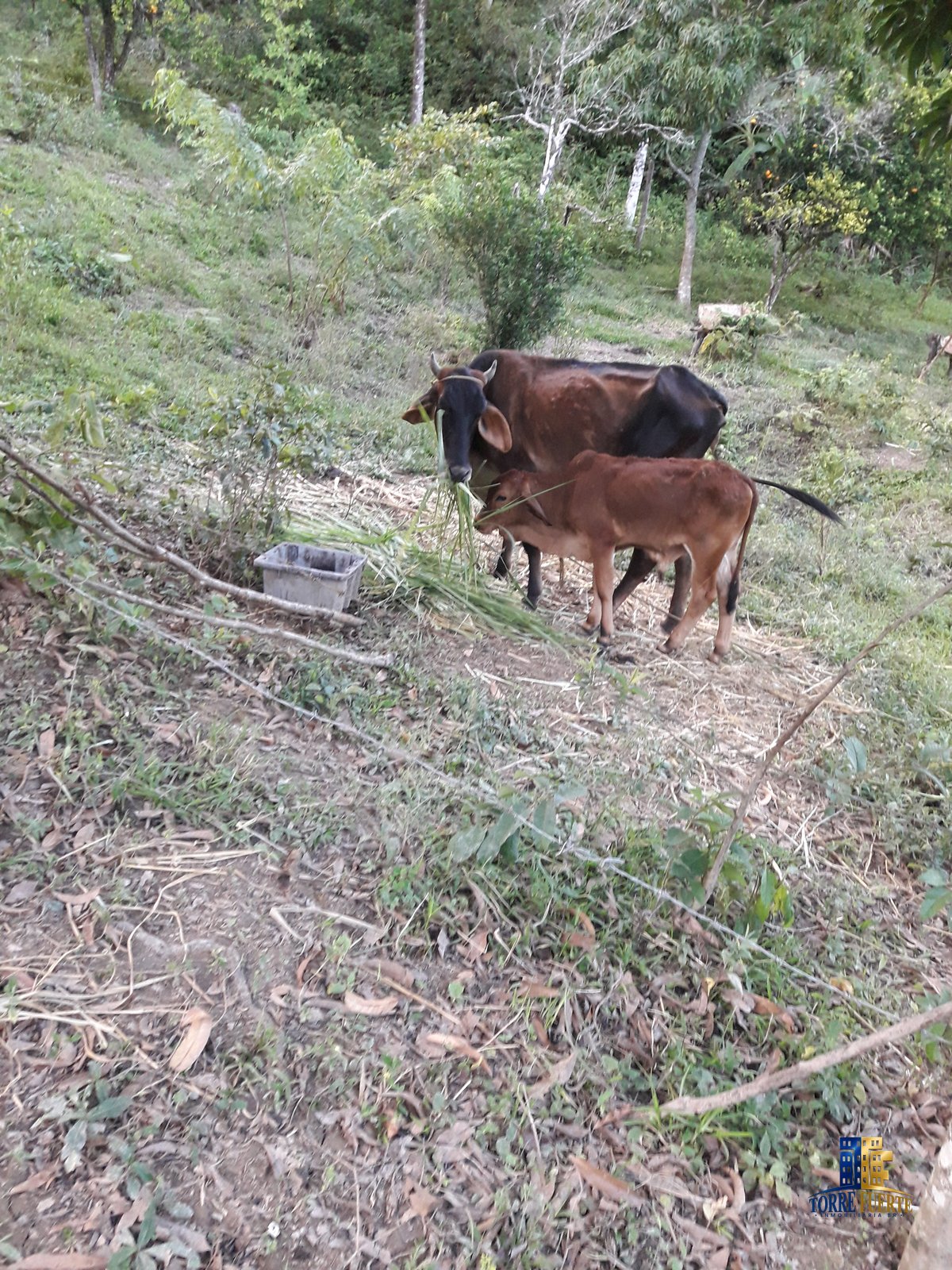 Finca Viota COD – 205