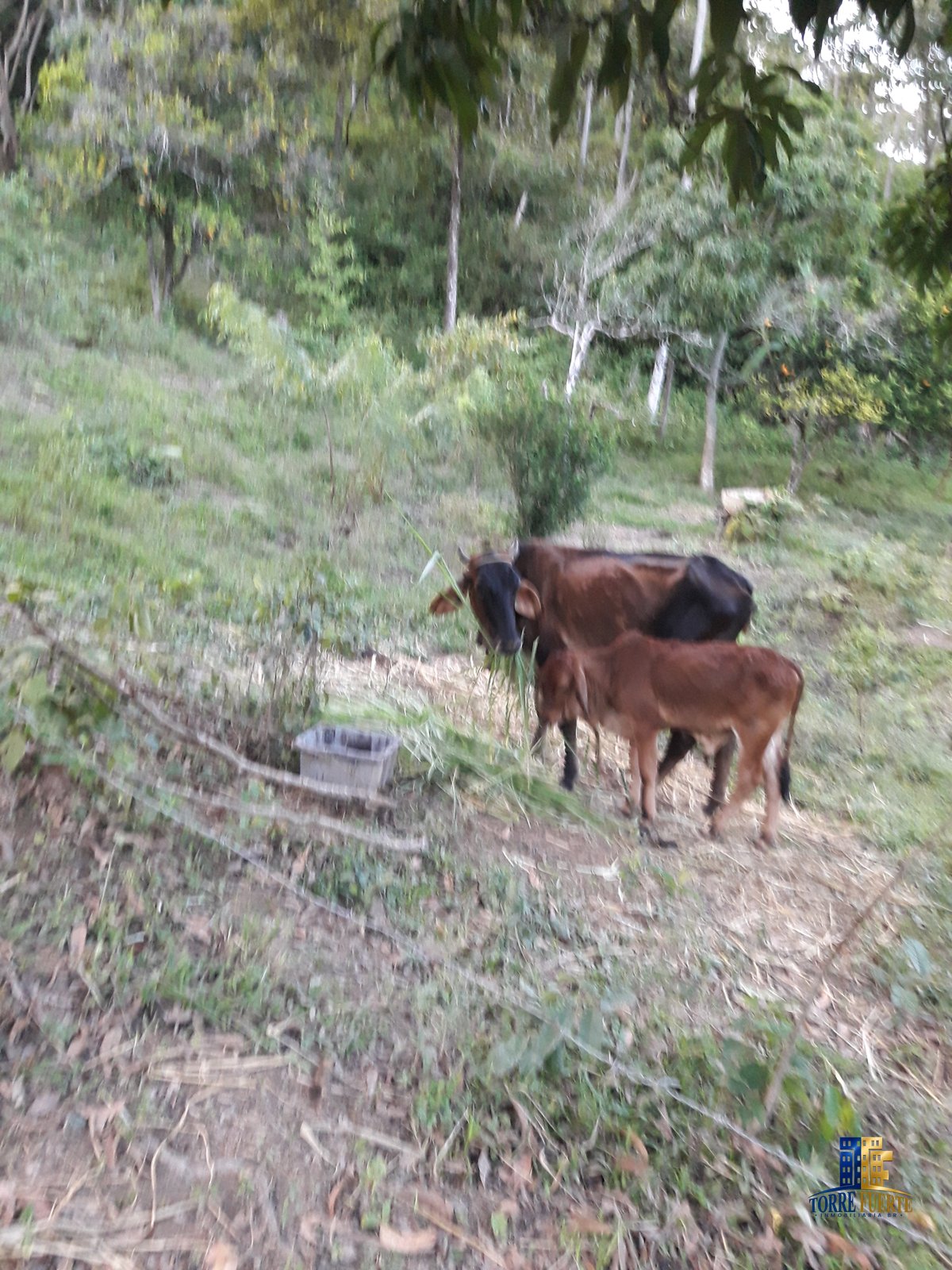 Finca Viota COD – 205