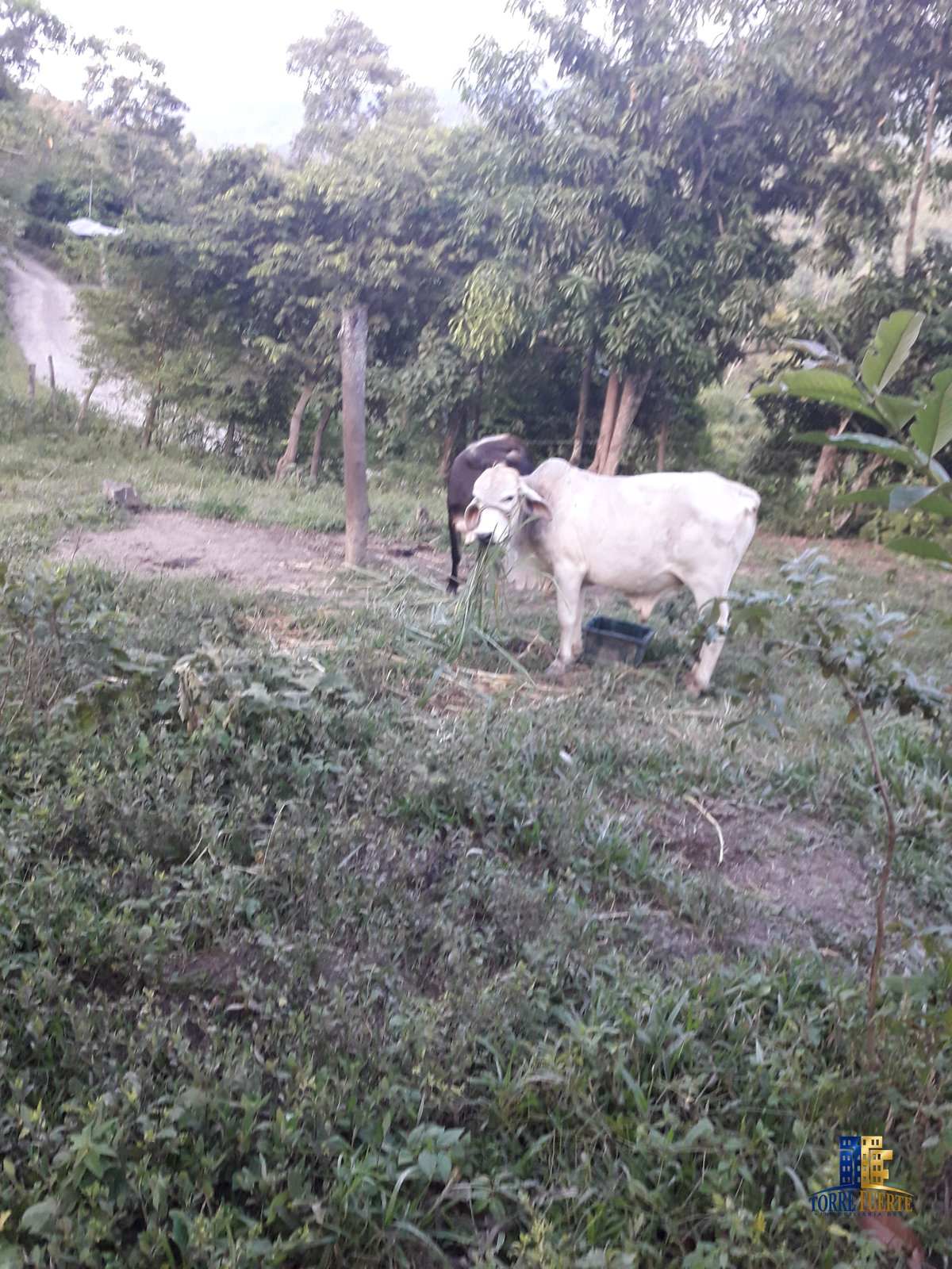 Finca Viota COD – 205