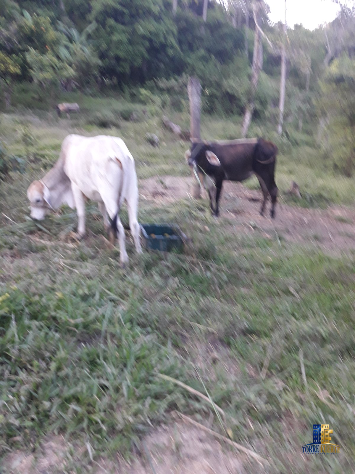 Finca Viota COD – 205