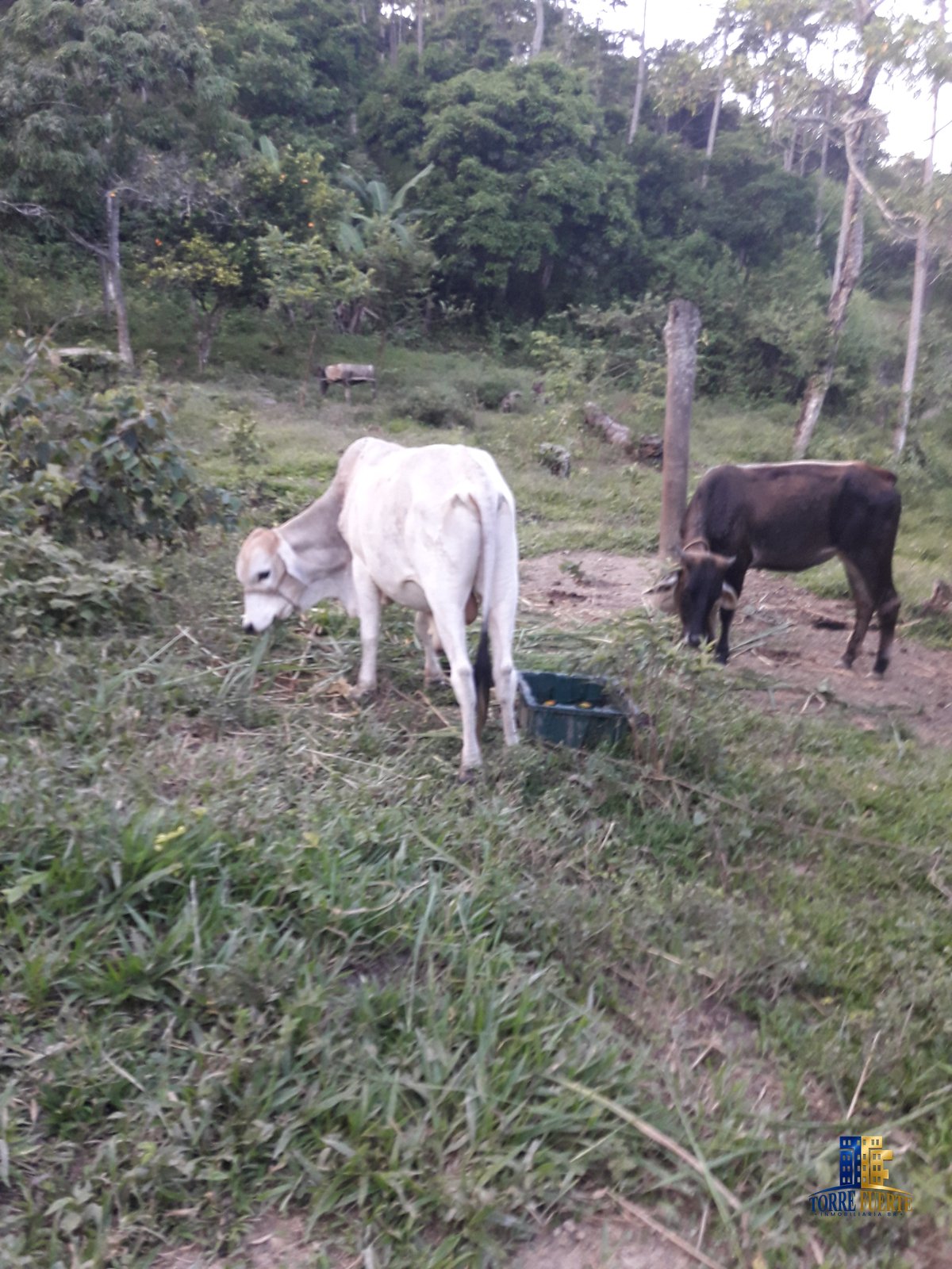 Finca Viota COD – 205
