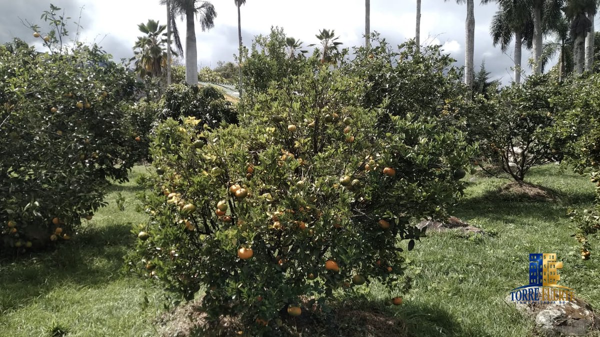 COD-564-16 Finca Chinauta COD – 564